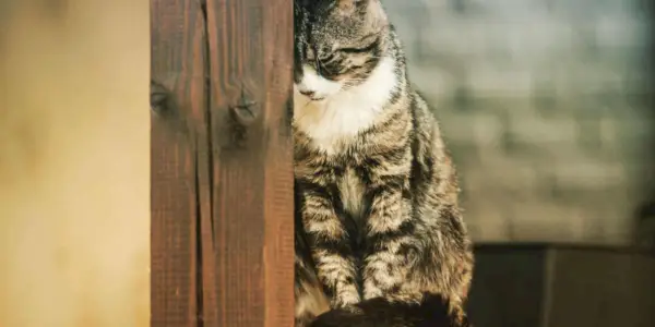 머리를 벽에 밀어넣는 고양이