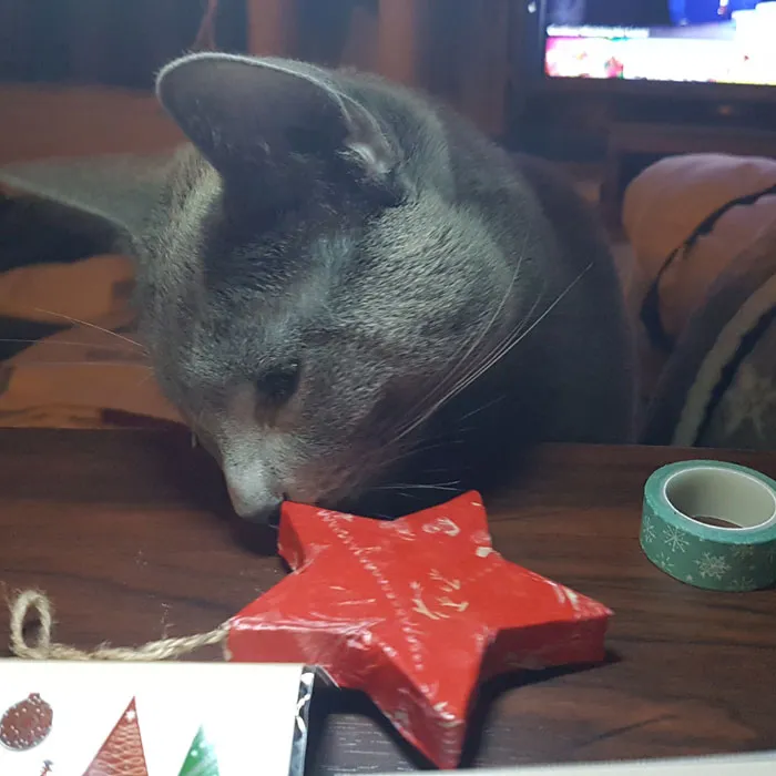 17+ nápadů na sváteční dekorace bezpečné pro kočky (ilustrovaný průvodce)' title=