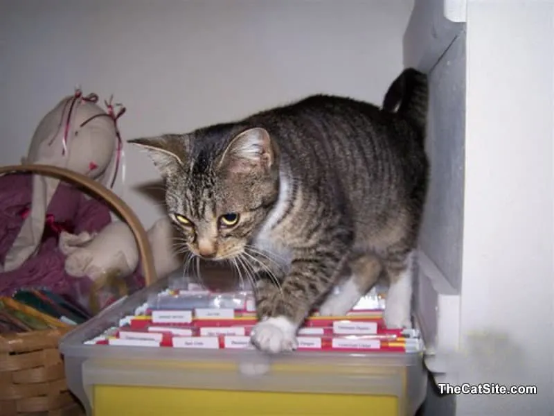 Een bruin gestreepte kat archiveert papieren' title=