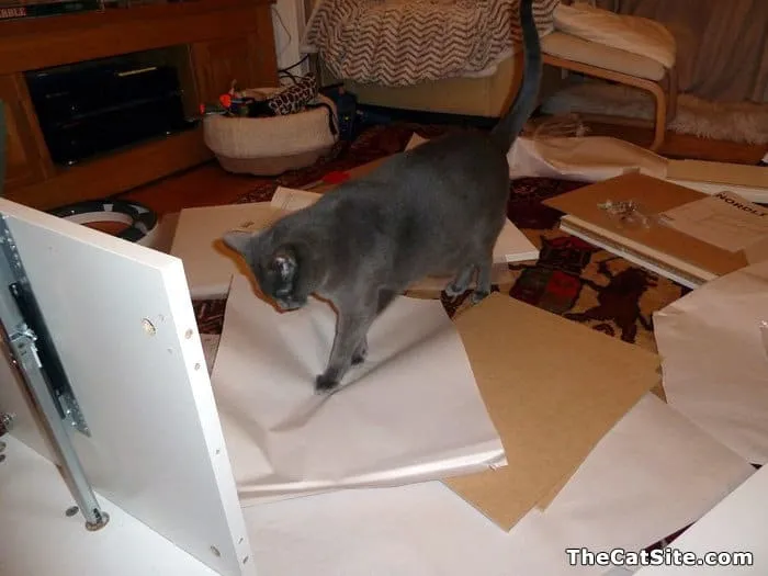 Kitty is Ikea-meubels aan het samenstellen' title=