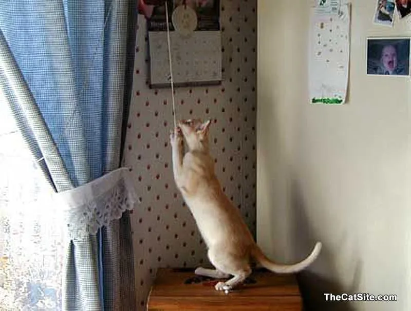 Kitty trekt aan een touwtje en een gordijn' title=