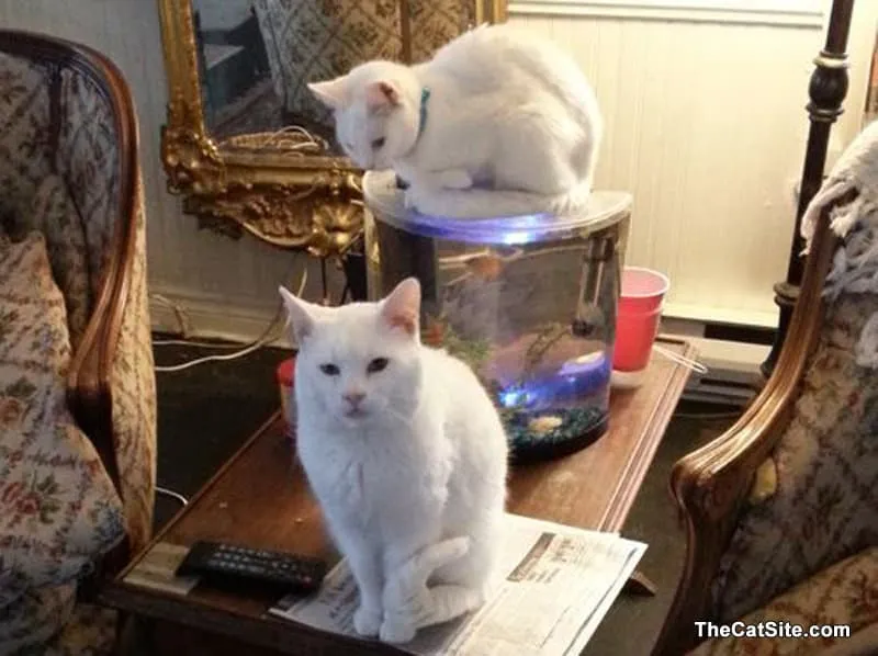 Twee witte katten' title=