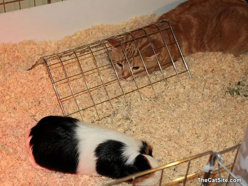 Kat die rondhangt met een cavia' title=