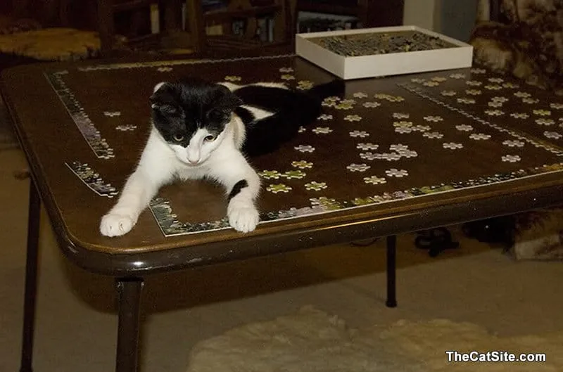 Kat doet een puzzel' title=