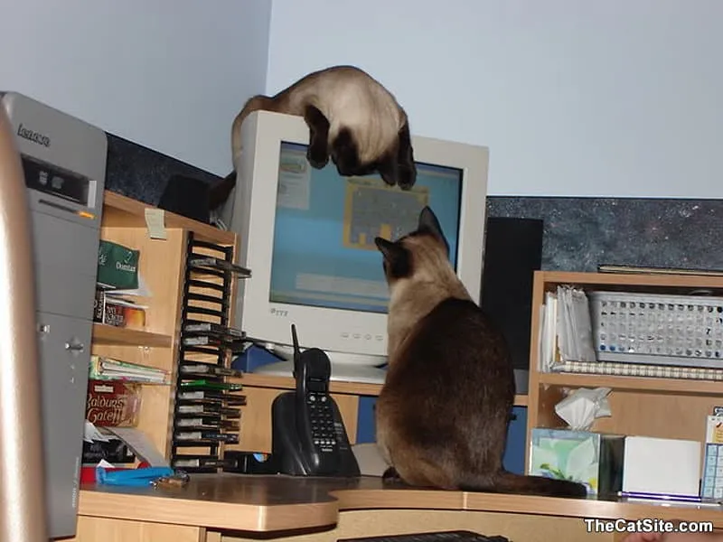 Twee katten kijken naar een puzzel op het computerscherm' title=