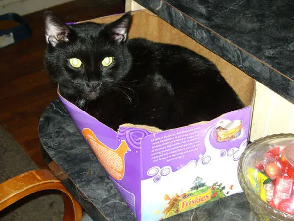 52 de motive pentru care pisicile trebuie să intre în cutii' title=