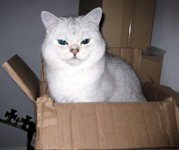 52 de motive pentru care pisicile trebuie să intre în cutii' title=