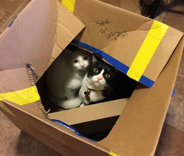 52 de motive pentru care pisicile trebuie să intre în cutii' title=