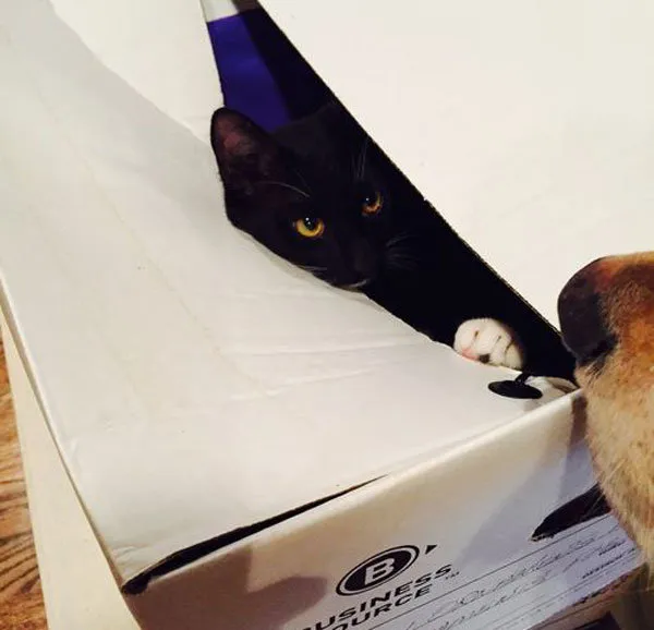 52 de motive pentru care pisicile trebuie să intre în cutii' title=