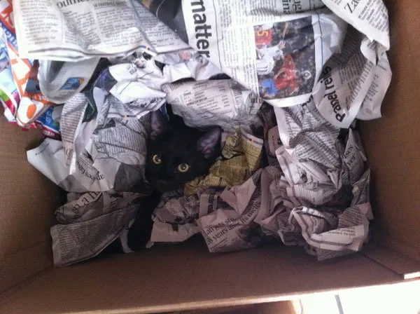 52 de motive pentru care pisicile trebuie să intre în cutii' title=