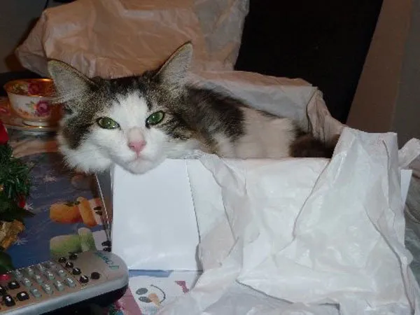 52 de motive pentru care pisicile trebuie să intre în cutii' title=