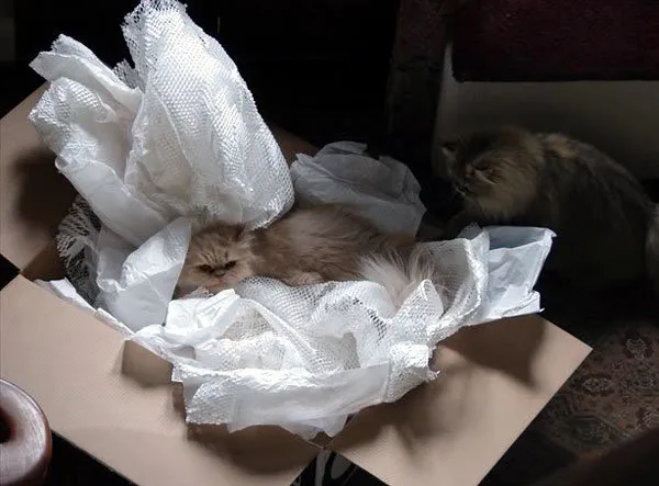 52 de motive pentru care pisicile trebuie să intre în cutii' title=