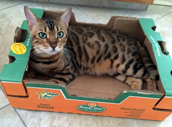 52 de motive pentru care pisicile trebuie să intre în cutii' title=