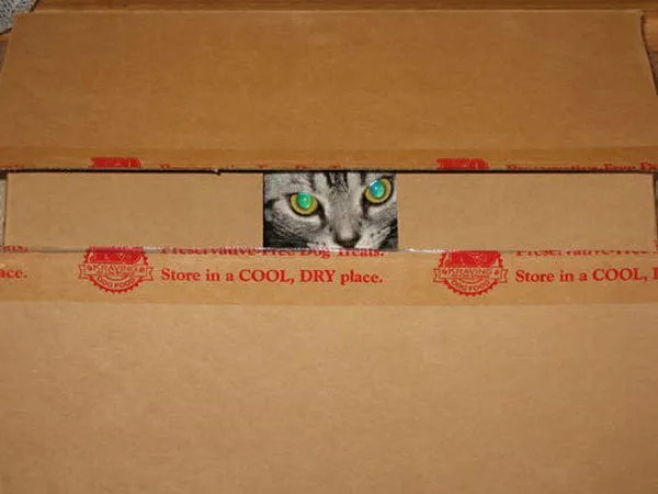 52 de motive pentru care pisicile trebuie să intre în cutii' title=