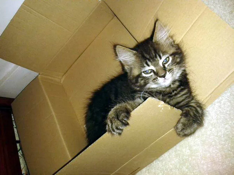 52 de motive pentru care pisicile trebuie să intre în cutii' title=