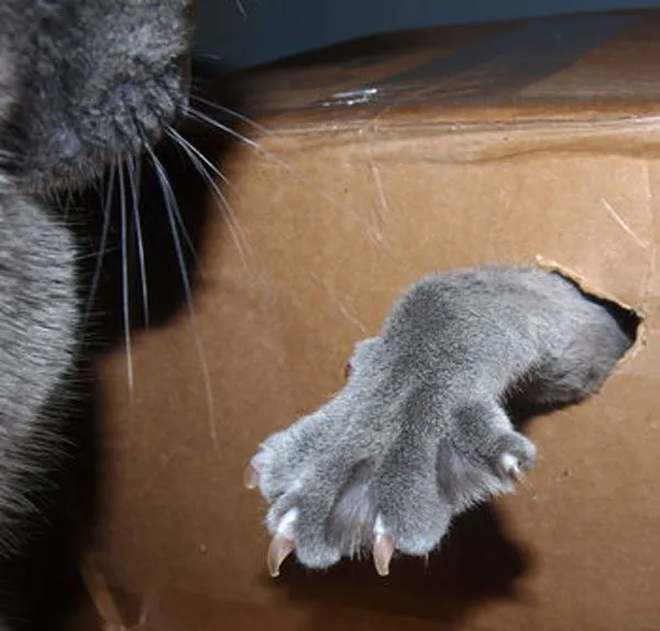 52 de motive pentru care pisicile trebuie să intre în cutii' title=