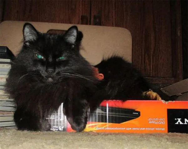 52 de motive pentru care pisicile trebuie să intre în cutii' title=