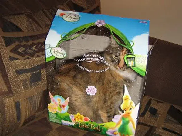 52 de motive pentru care pisicile trebuie să intre în cutii' title=