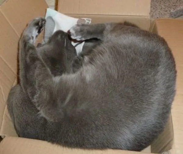 52 de motive pentru care pisicile trebuie să intre în cutii' title=