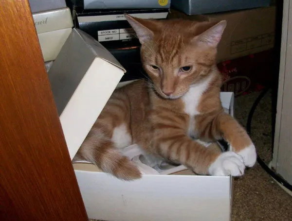 52 de motive pentru care pisicile trebuie să intre în cutii' title=