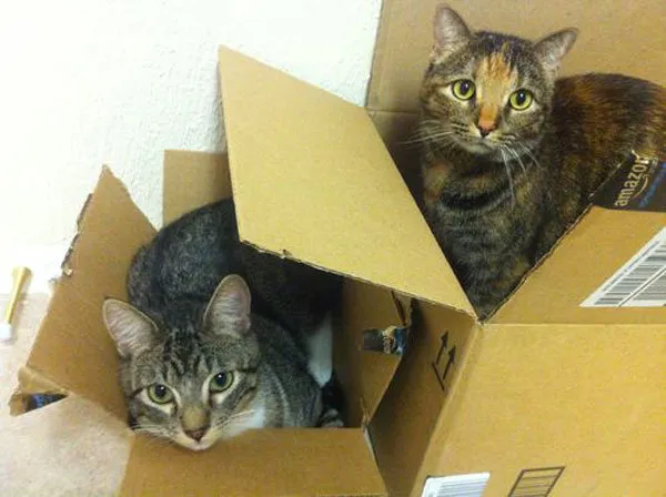 52 de motive pentru care pisicile trebuie să intre în cutii' title=