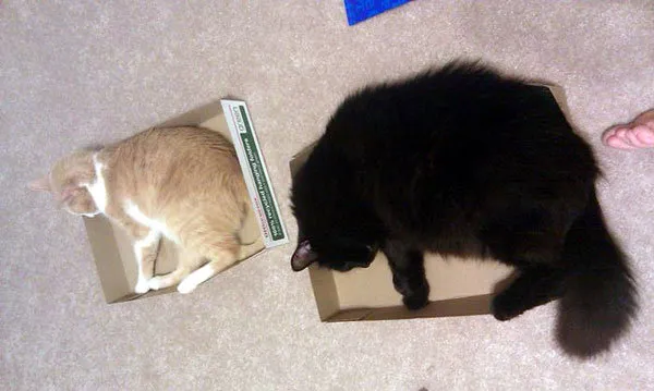 52 de motive pentru care pisicile trebuie să intre în cutii' title=