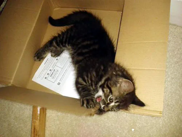 52 de motive pentru care pisicile trebuie să intre în cutii' title=