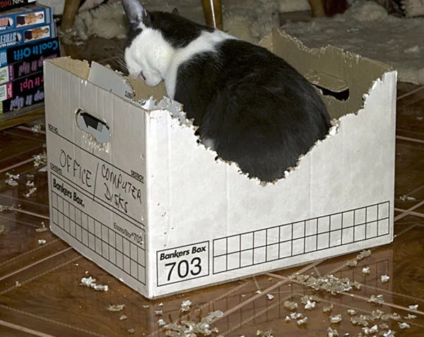 52 de motive pentru care pisicile trebuie să intre în cutii' title=