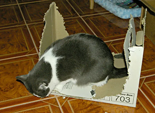 52 de motive pentru care pisicile trebuie să intre în cutii' title=