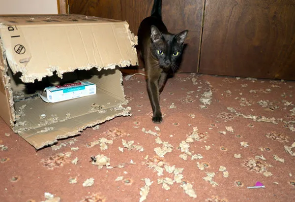 52 de motive pentru care pisicile trebuie să intre în cutii' title=