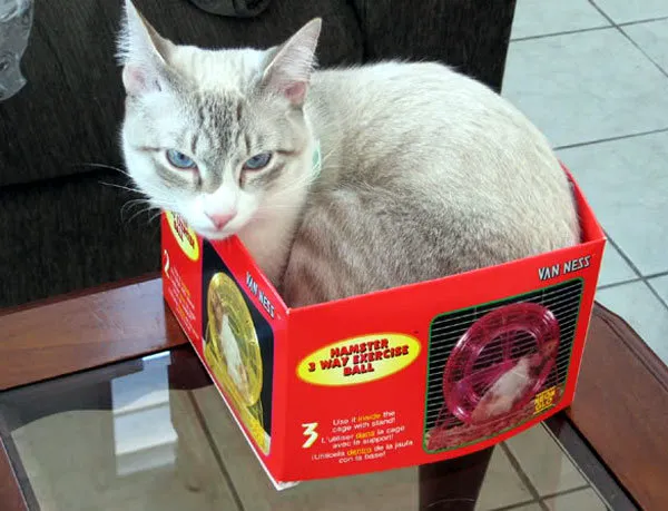 52 de motive pentru care pisicile trebuie să intre în cutii' title=