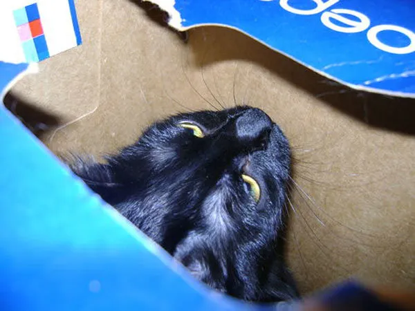 52 de motive pentru care pisicile trebuie să intre în cutii' title=