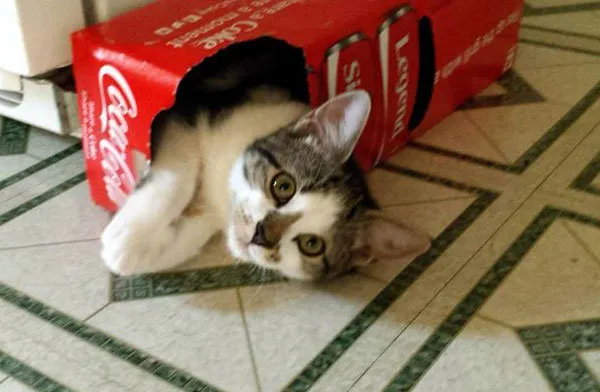 52 de motive pentru care pisicile trebuie să intre în cutii' title=