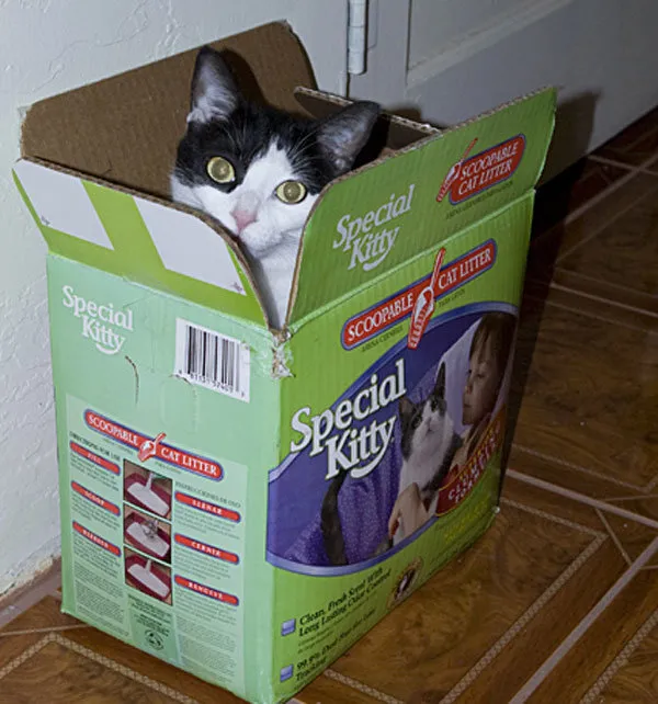 52 de motive pentru care pisicile trebuie să intre în cutii' title=