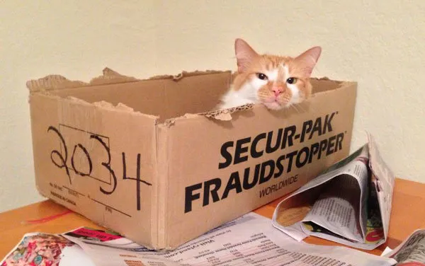 52 de motive pentru care pisicile trebuie să intre în cutii' title=