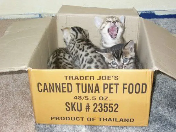 52 de motive pentru care pisicile trebuie să intre în cutii' title=