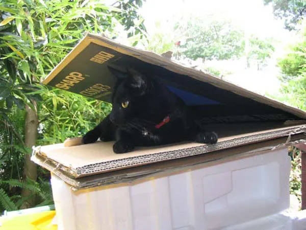 52 de motive pentru care pisicile trebuie să intre în cutii' title=