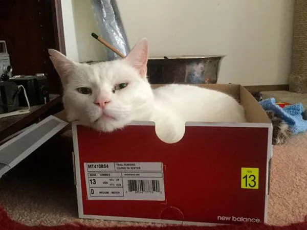 52 de motive pentru care pisicile trebuie să intre în cutii' title=