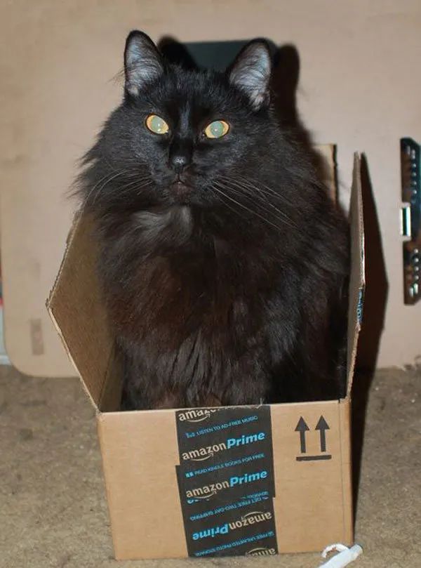 52 de motive pentru care pisicile trebuie să intre în cutii' title=