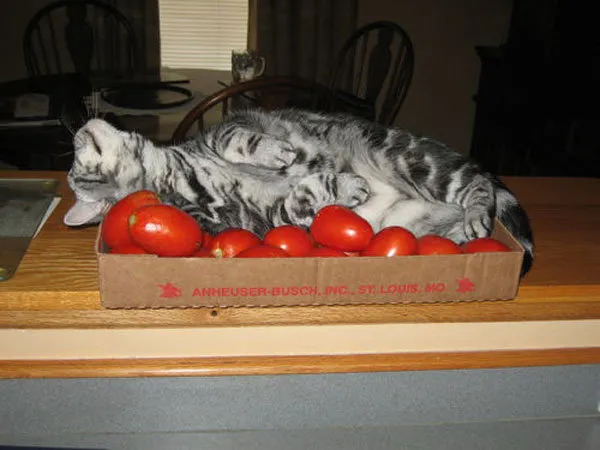 52 de motive pentru care pisicile trebuie să intre în cutii' title=