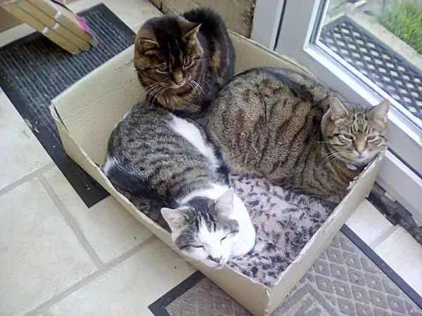 52 de motive pentru care pisicile trebuie să intre în cutii' title=