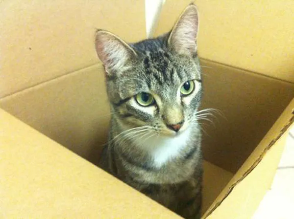 52 de motive pentru care pisicile trebuie să intre în cutii' title=