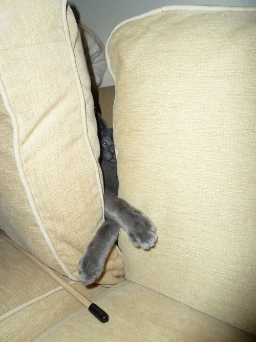 31 gênante manieren waarop katten vast kunnen komen te zitten' title=