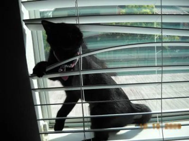 31 gênante manieren waarop katten vast kunnen komen te zitten' title=