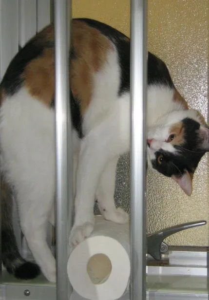 31 gênante manieren waarop katten vast kunnen komen te zitten' title=