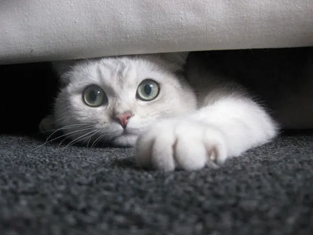 31 gênante manieren waarop katten vast kunnen komen te zitten' title=