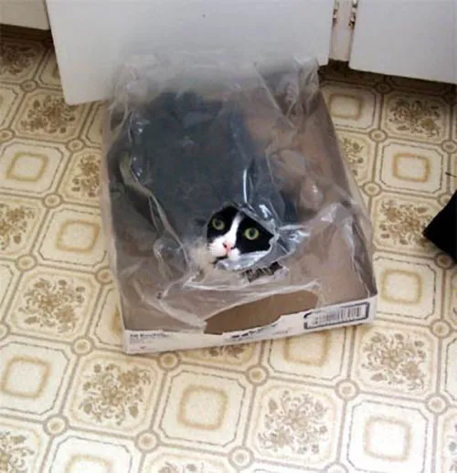 31 gênante manieren waarop katten vast kunnen komen te zitten' title=