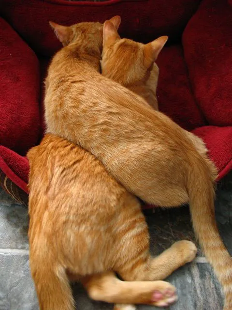 31 gênante manieren waarop katten vast kunnen komen te zitten' title=