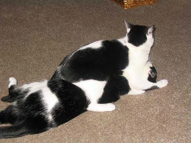 31 gênante manieren waarop katten vast kunnen komen te zitten' title=