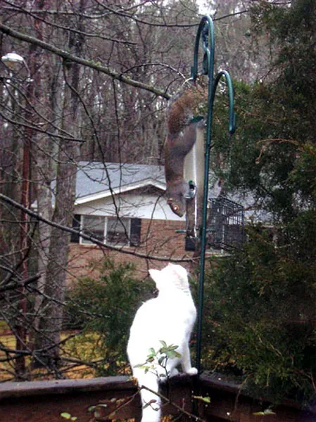31 gênante manieren waarop katten vast kunnen komen te zitten' title=